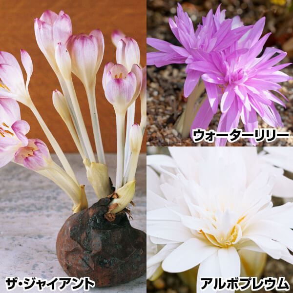 夏植え球根 コルチカムセット 3種3球(各1球) 早期割引