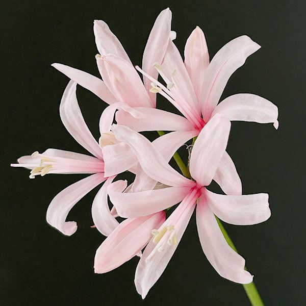 夏植え球根 ネリネ 秋の瞳 1球 早期割引