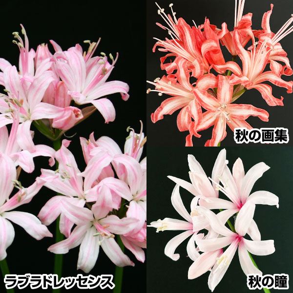 夏植え球根 ネリネ 高級ネリネセット 3色3球(各1球) 早期割引