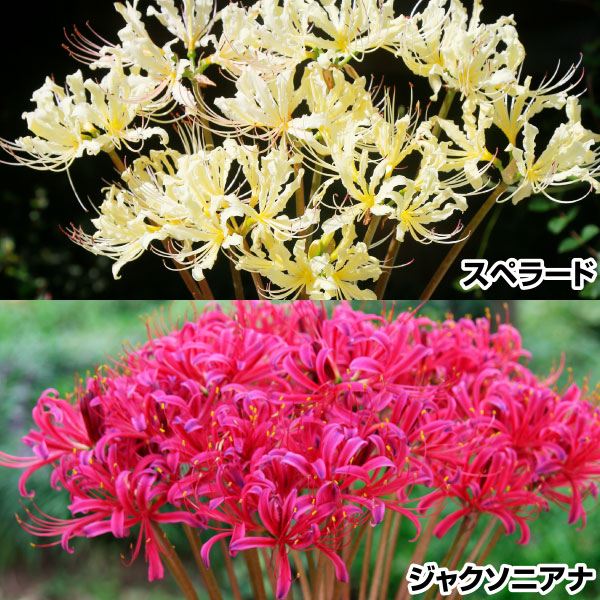 夏植え球根 リコリス 美色リコリスセット 2種6球(各3球) 早期割引