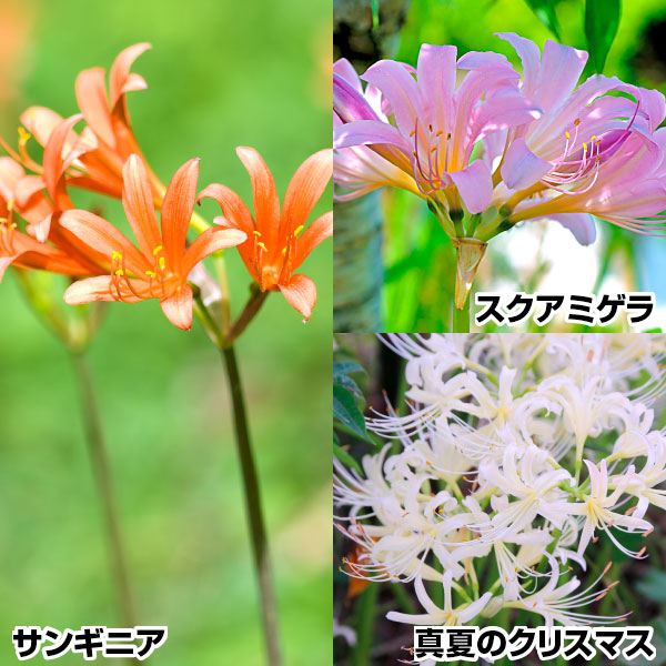 夏植え球根 リコリス おすすめリコリスセット 3種9球(各3球) 早期割引