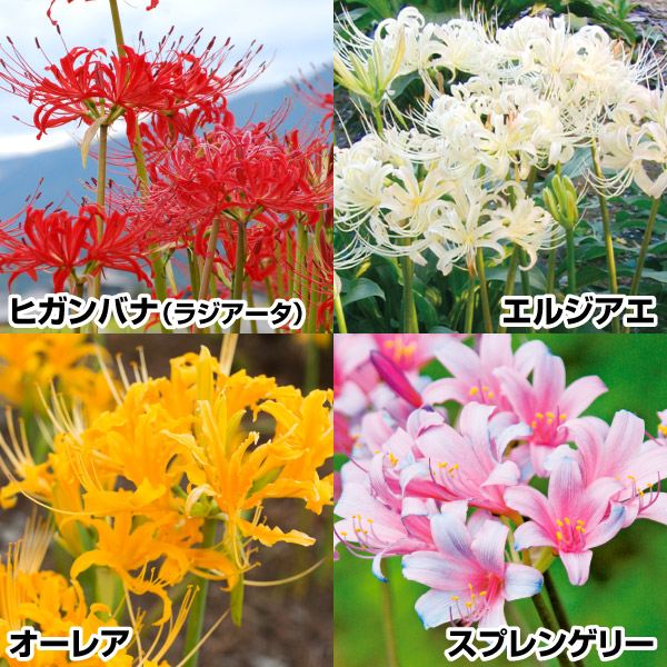 夏植え球根 リコリス 定番リコリスセット 4種19球 早期割引