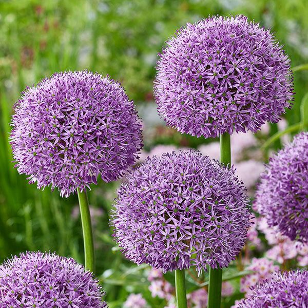 秋植え球根 アリウム グラディエーター(大輪) 1球 早期割引