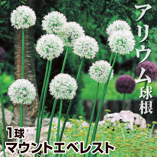 秋植え球根 アリウム マウントエベレスト (大輪) 1球 早期割引