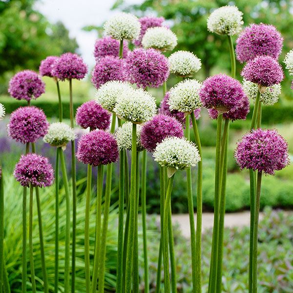 秋植え球根 アリウム 巨大輪アリウムセット 2種1組 早期割引