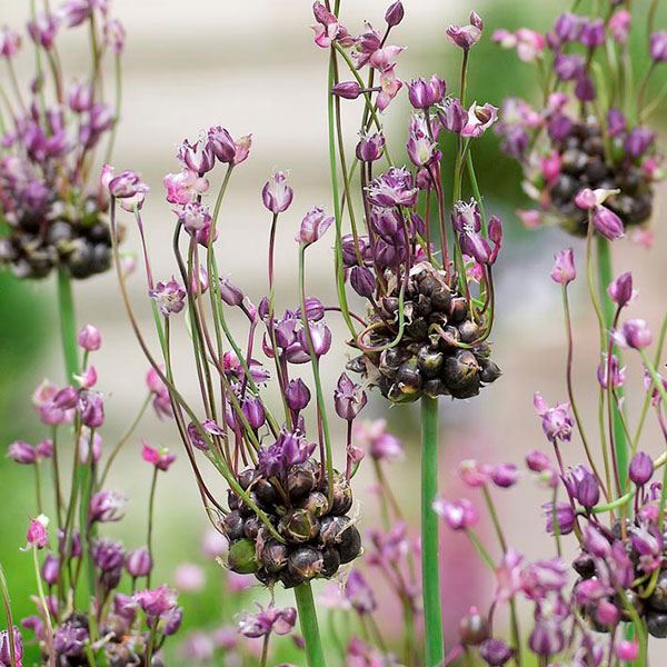 秋植え球根 アリウム アート (小輪) 10球 早期割引