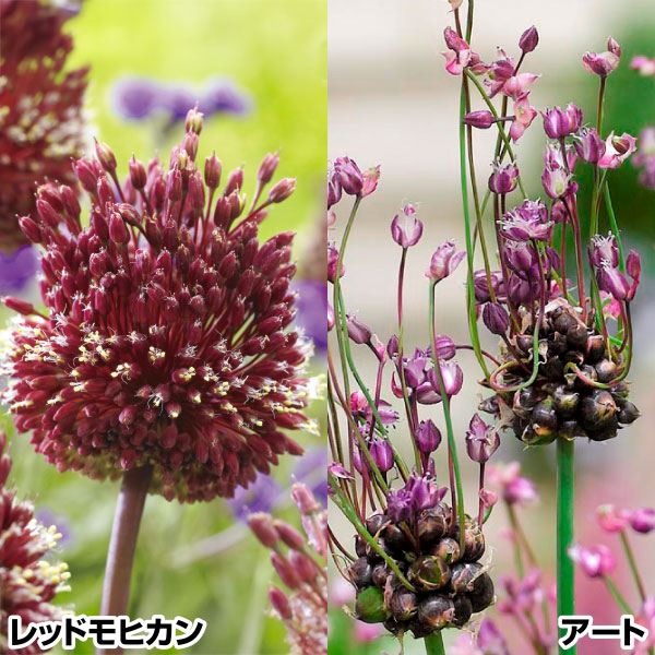 秋植え球根 アリウム 変わったアリウムセット 2種13球 早期割引