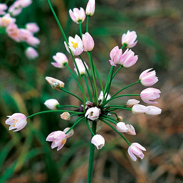秋植え球根 アリウム ロゼウム (小輪 )10球 早期割引