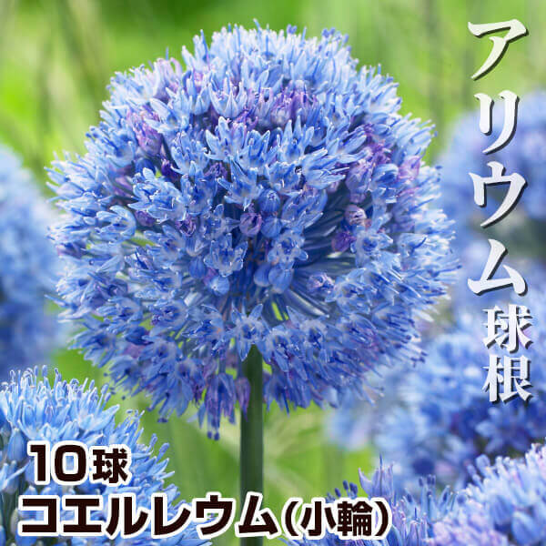 秋植え球根 アリウム コエルレウム (小輪) 10球 早期割引