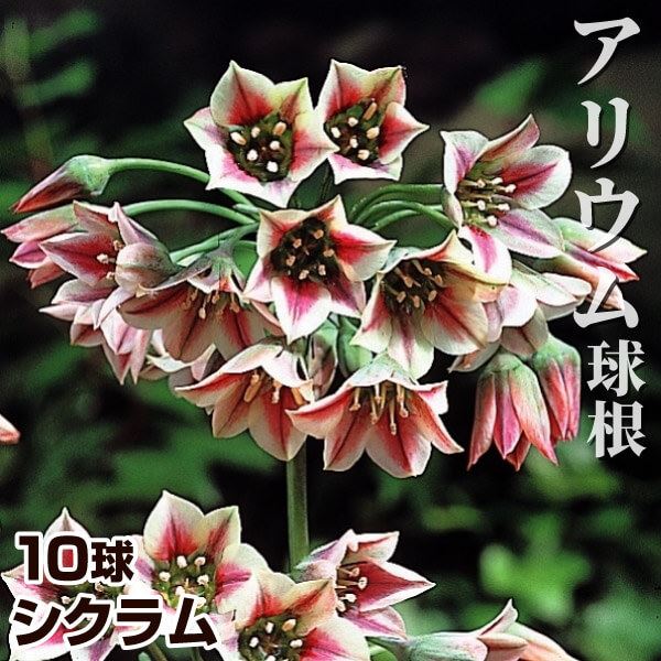 秋植え球根 アリウム シクラム (中輪) 10球 早期割引