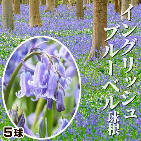 秋植え球根 ヒヤシンソイデス イングリッシュブルーベル 5球 早期割引