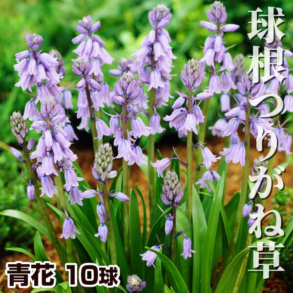 秋植え球根 球根つりがね草 青花 10球 早期割引
