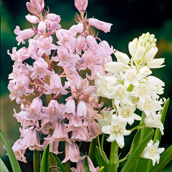 秋植え球根 球根つりがね草桃白セット 2種20球 早期割引