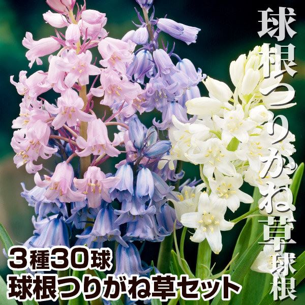 秋植え球根 球根つりがね草セット 3種30球 早期割引