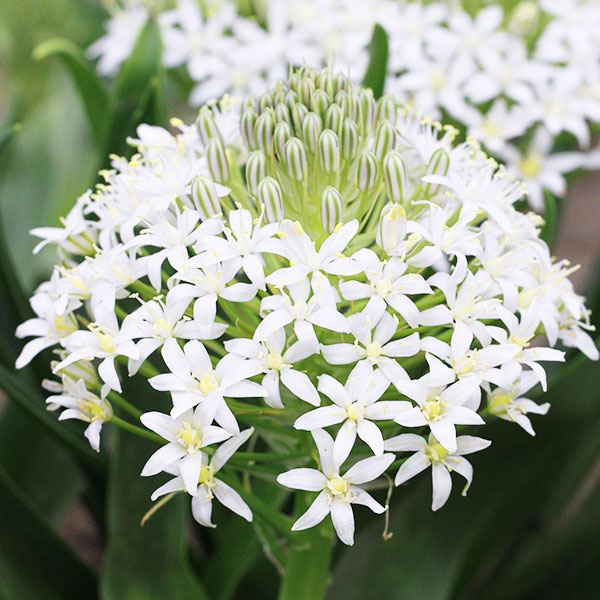 秋植え球根 シラー ペルビアナ 白花 2球 早期割引