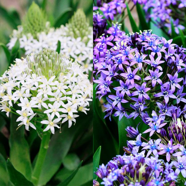 秋植え球根 シラー ペルビアナ セット 2種4球 早期割引