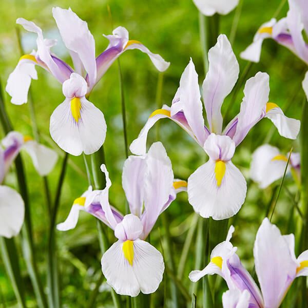 秋植え球根 ダッチアイリス カルメン 10球 早期割引