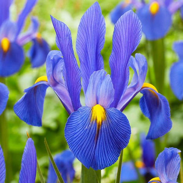 秋植え球根 ダッチアイリス ミッキーオーシャン 10球 早期割引