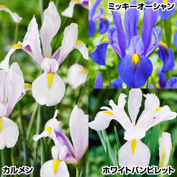 秋植え球根 ダッチアイリス セット 3種30球 (各10球) 早期割引