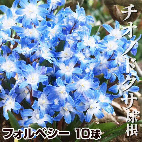 秋植え球根 チオノドクサ 青花 フォルベシー 10球 早期割引