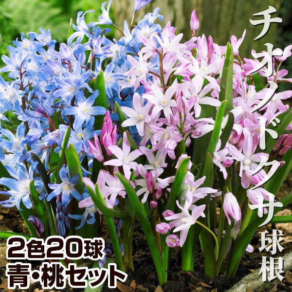 秋植え球根 チオノドクサセット 2色20球 (各10球) 早期割引