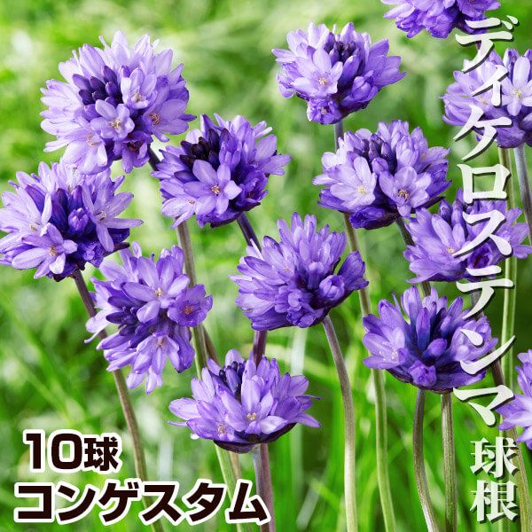 秋植え球根 ディケロステンマ コンゲスタム 10球 早期割引