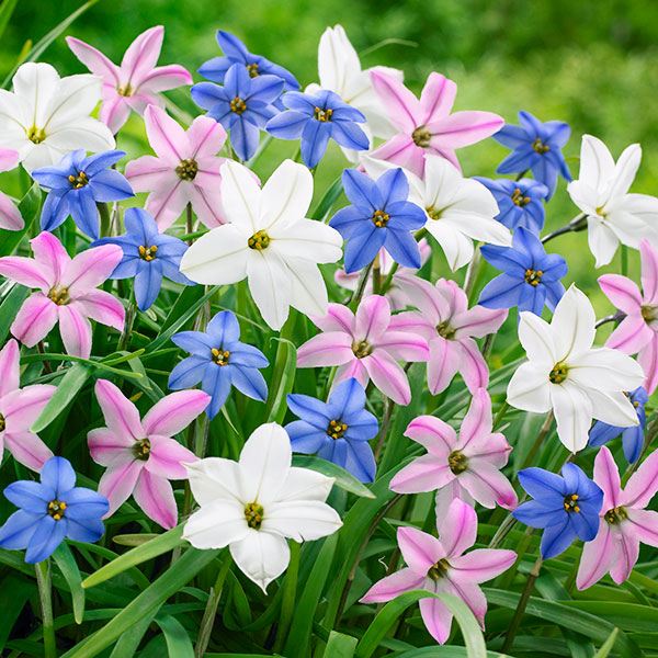 秋植え球根 ハナニラ (アイフェイオン) ハナニラセット 3色30球 (各10球) 早期割引