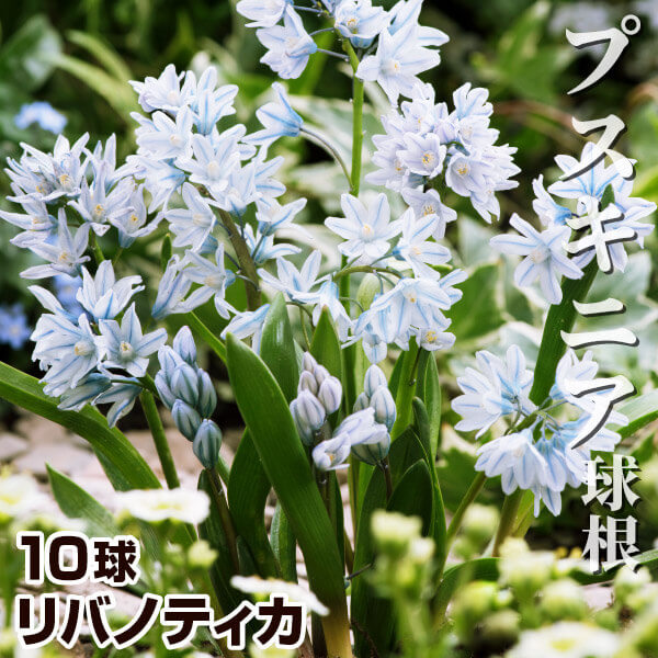 秋植え球根 プスキニア リバノティカ 10球 早期割引