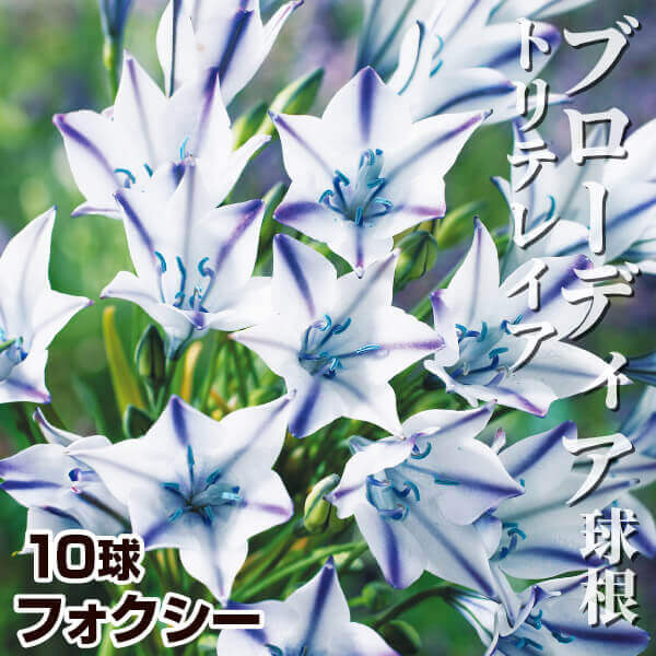 秋植え球根 ブローディア (トリテレイア) フォクシー 10球 早期割引