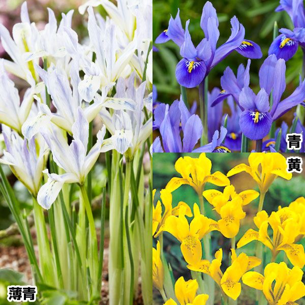 秋植え球根 人気のミニアイリスセット 3種30球 早期割引