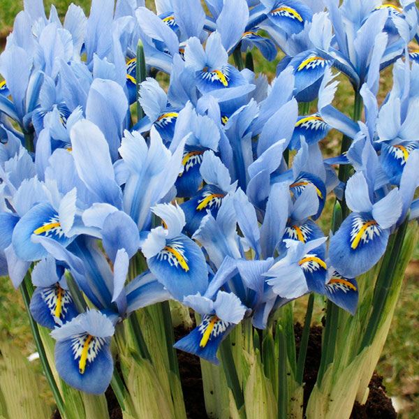 秋植え球根 ミニアイリス アライダ 10球 早期割引