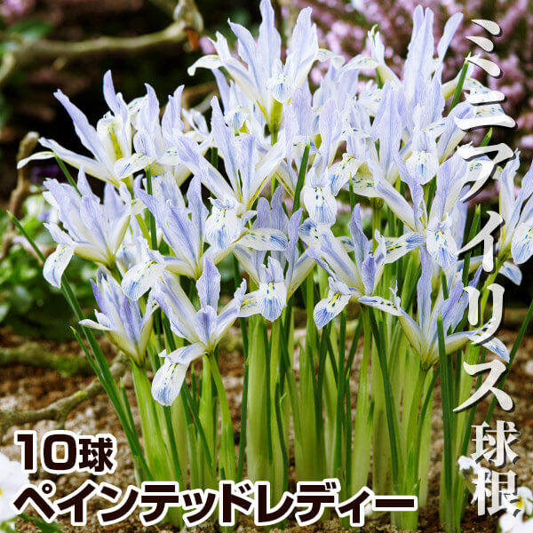 秋植え球根 ミニアイリス ペインテッドレディー 10球 早期割引