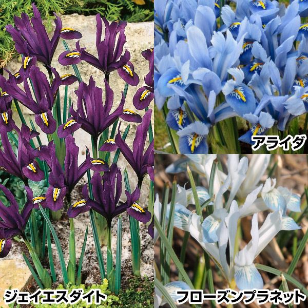 秋植え球根 華やかミニアイリスセット 3種30球 早期割引