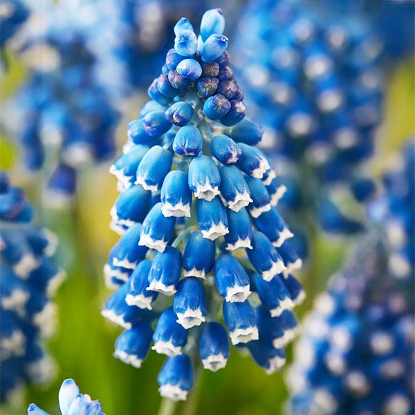 秋植え球根 ムスカリ ソウルメイト 10球 早期割引