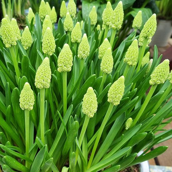 秋植え球根 ムスカリ レディーマドンナ 10球 早期割引