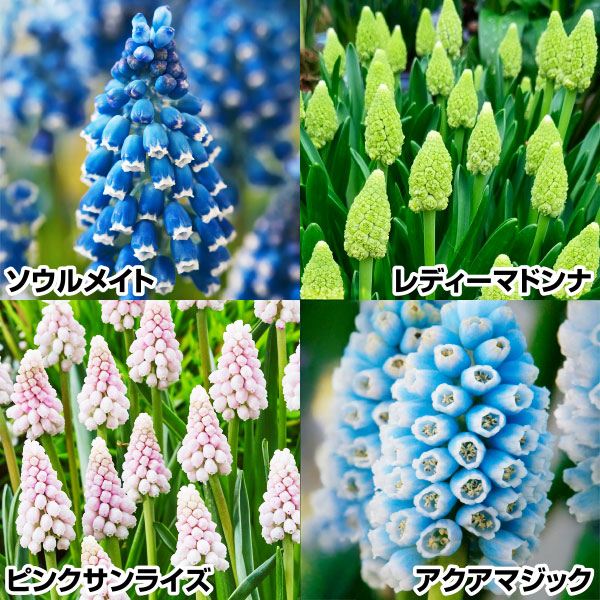 秋植え球根 ムスカリ セット 4種35球 早期割引