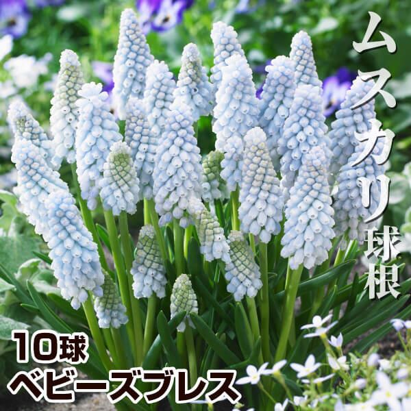 秋植え球根 ムスカリ ベビーズブレス 10球 早期割引