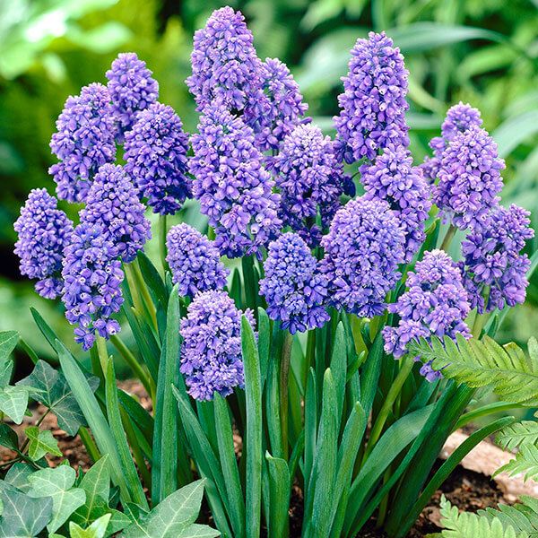 秋植え球根 ムスカリ ブルースパイク 10球 早期割引