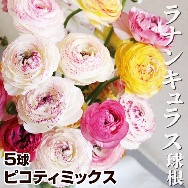 秋植え球根 ラナンキュラス ピコティミックス（無選別） 5球 早期割引