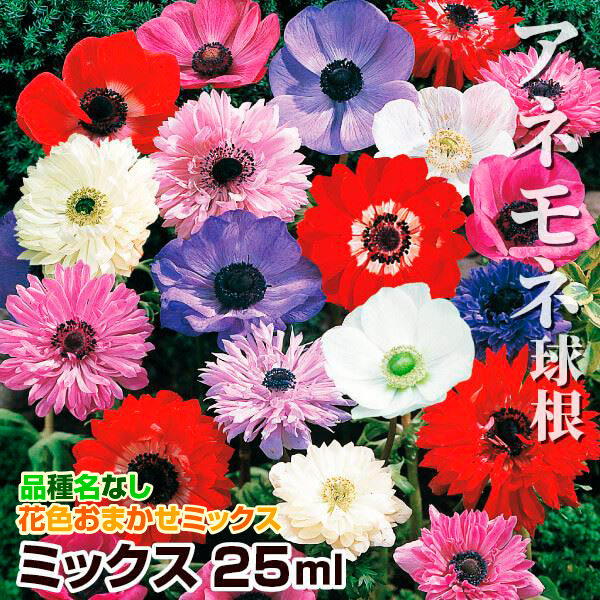 秋植え球根 アネモネミックス (無選別) 25ml 早期割引