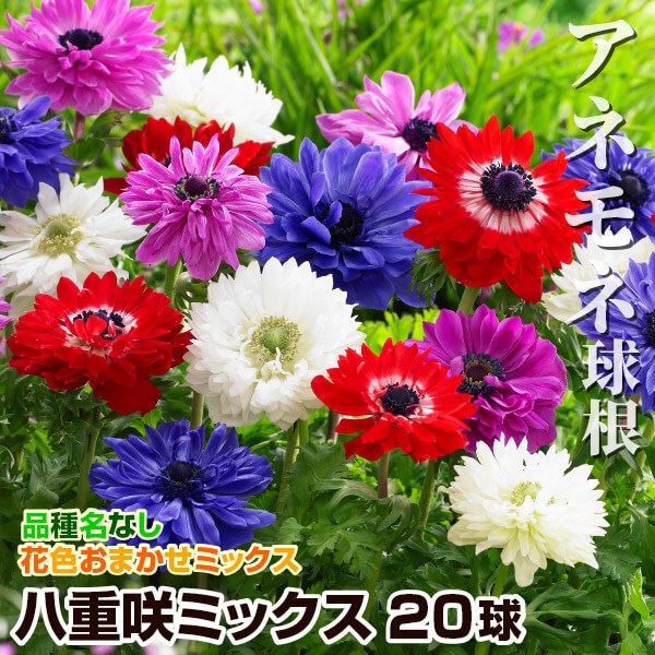秋植え球根 アネモネ 八重咲ミックス (無選別) 20球 早期割引