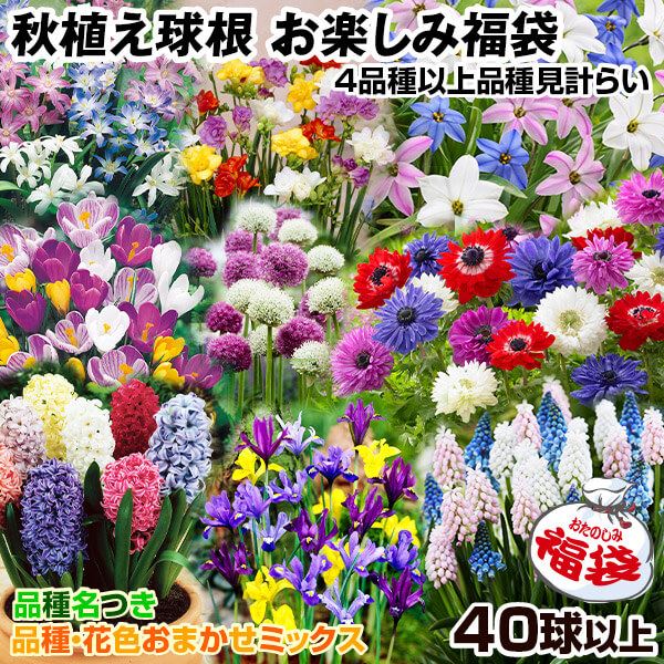 秋植え球根 秋植え球根お楽しみ福袋 40球以上 (4品種以上・品種見計らい名称付) 早期割引