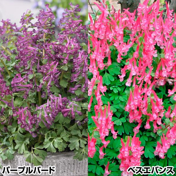 秋植え球根 コリダリス セット 2種10球 早期割引