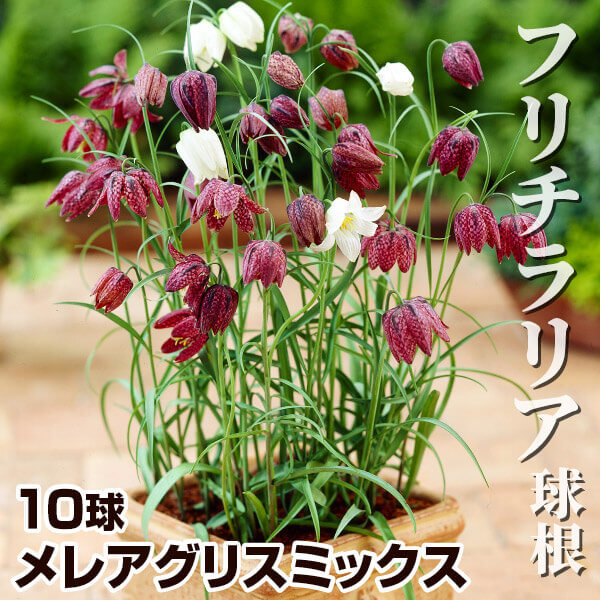 秋植え球根 フリチラリア メレアグリスミックス 10球 早期割引