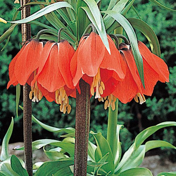 秋植え球根 フリチラリア ルブラ 1球 早期割引