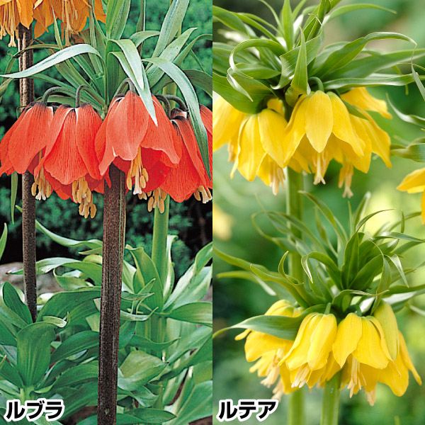秋植え球根 フリチラリア 大型フリチラリアセット 2種2球 早期割引