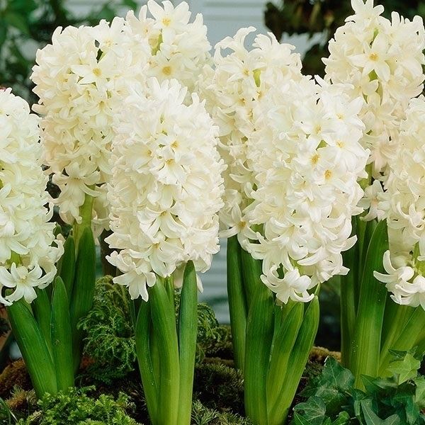 秋植え球根 ヒヤシンス カーネギー 3球 早期割引
