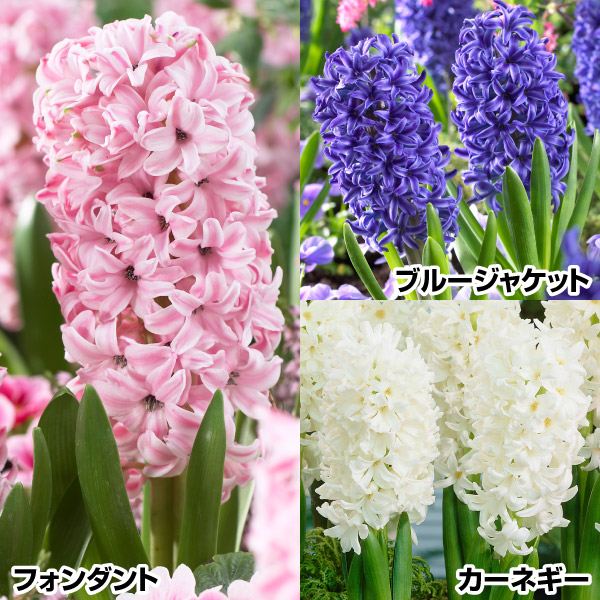 秋植え球根 ヒヤシンスAセット 3種9球(各3球) 早期割引