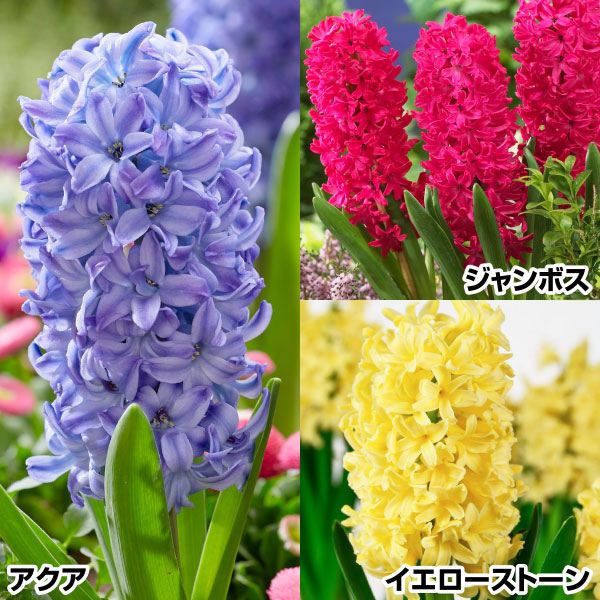 秋植え球根 ヒヤシンスBセット 3種9球(各3球) 早期割引