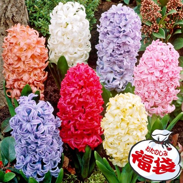 秋植え球根 ヒヤシンス福袋 早期割引